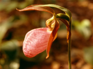 Cypripedium s0050